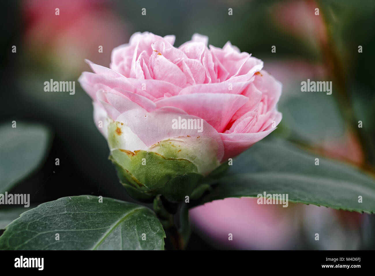 Pink Camellia- Camellia japonica L. 'Debutante' Theaceae Stock Photo