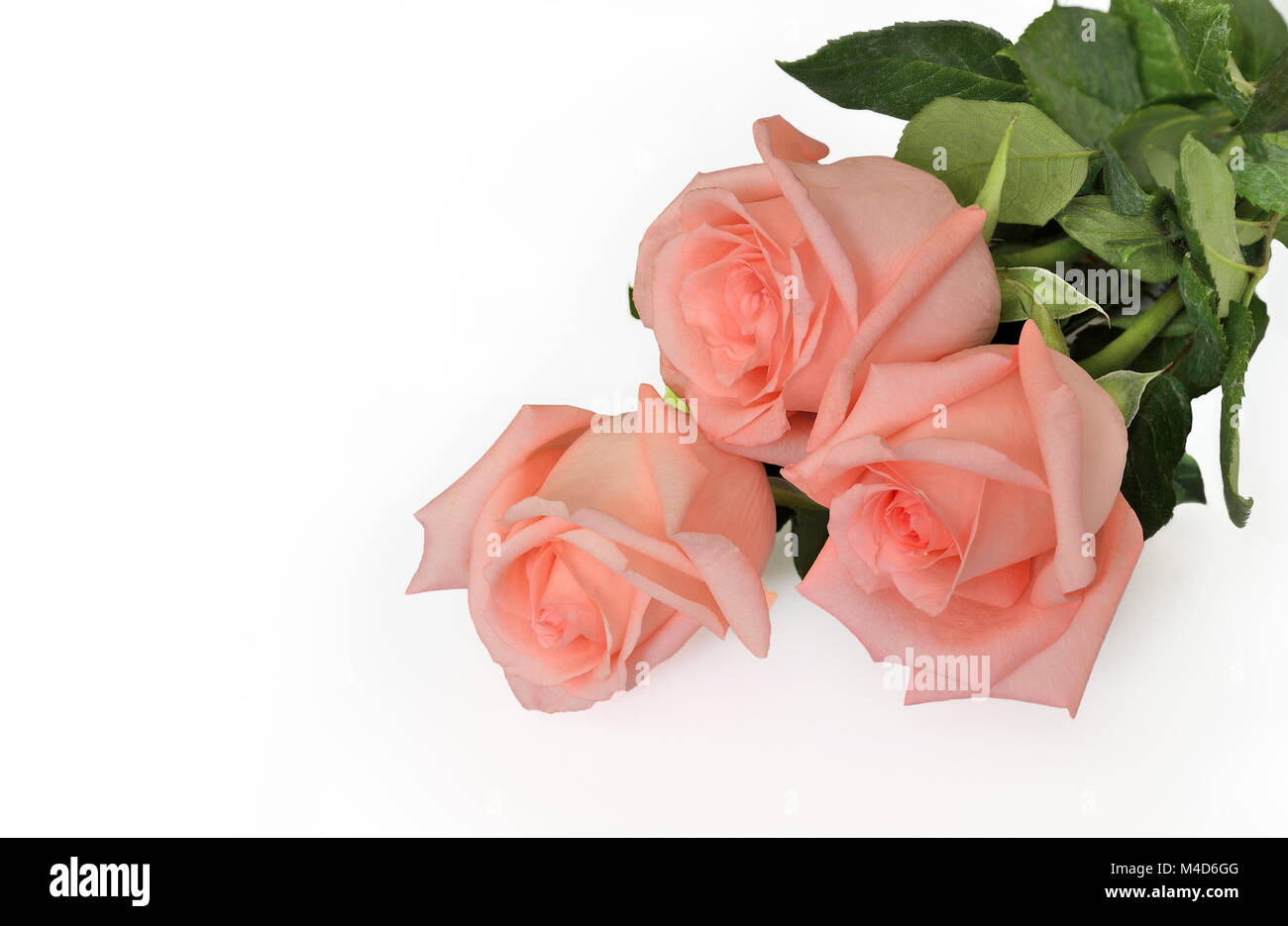 Pink roses on a white background isolated Stock Photo