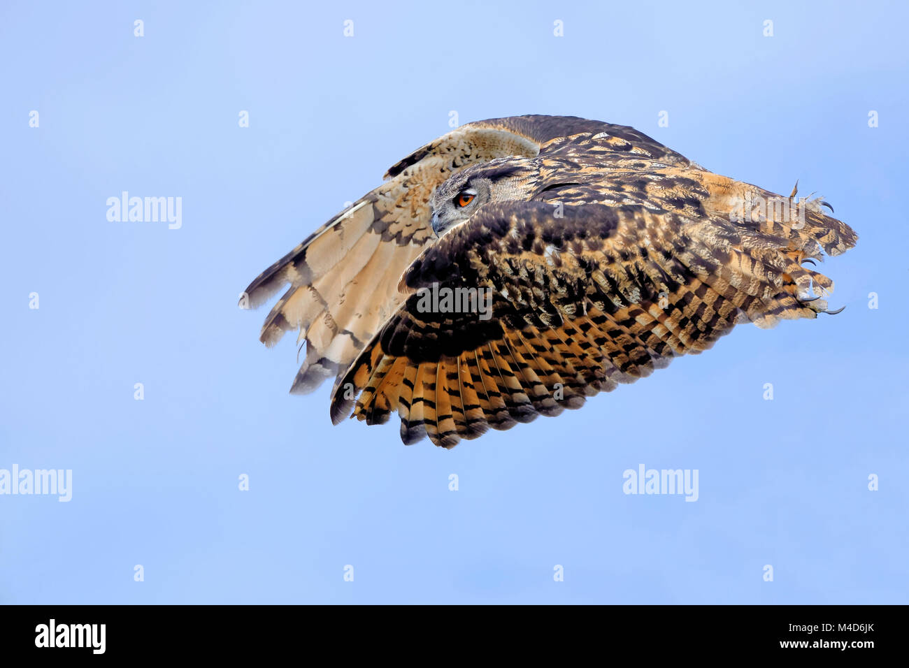 eurasian eagle-owl in flight Stock Photo