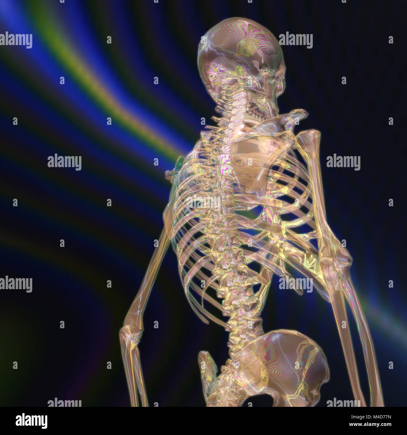 Digital 3D Rendering of a human Skeleton Stock Photo