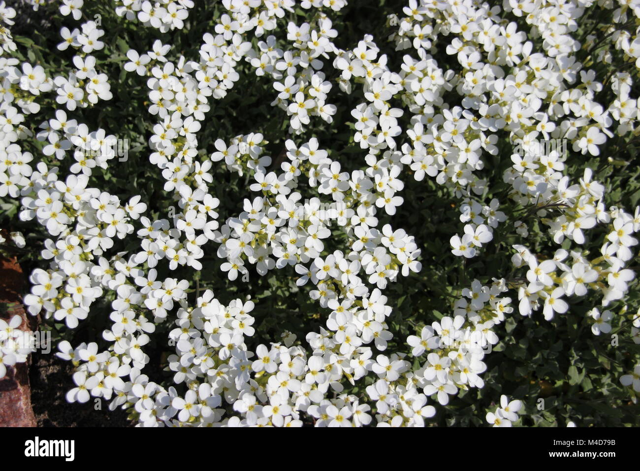 White ground cover Stock Photo Alamy