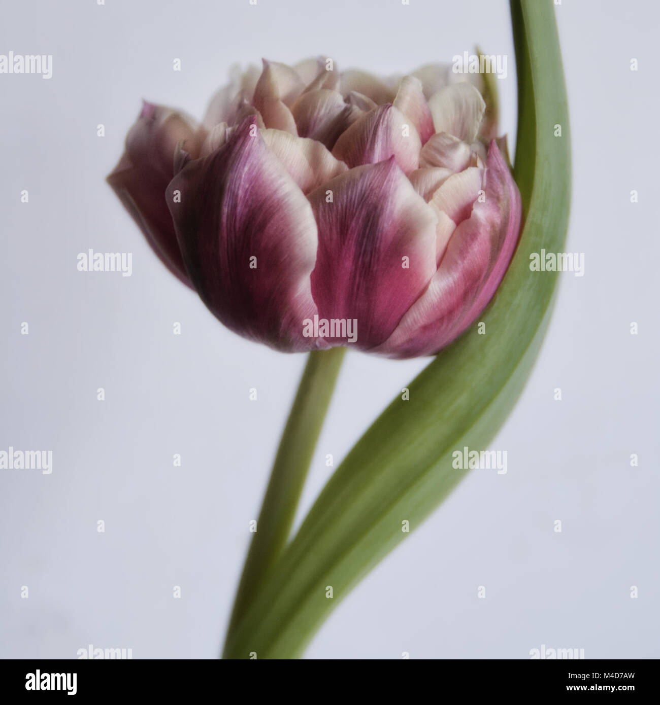 Pink tulip blooms hi-res stock photography and images - Alamy
