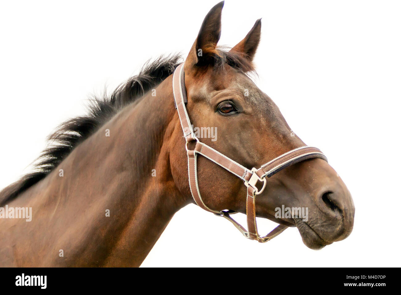 Horse in harness hires stock photography and images Alamy