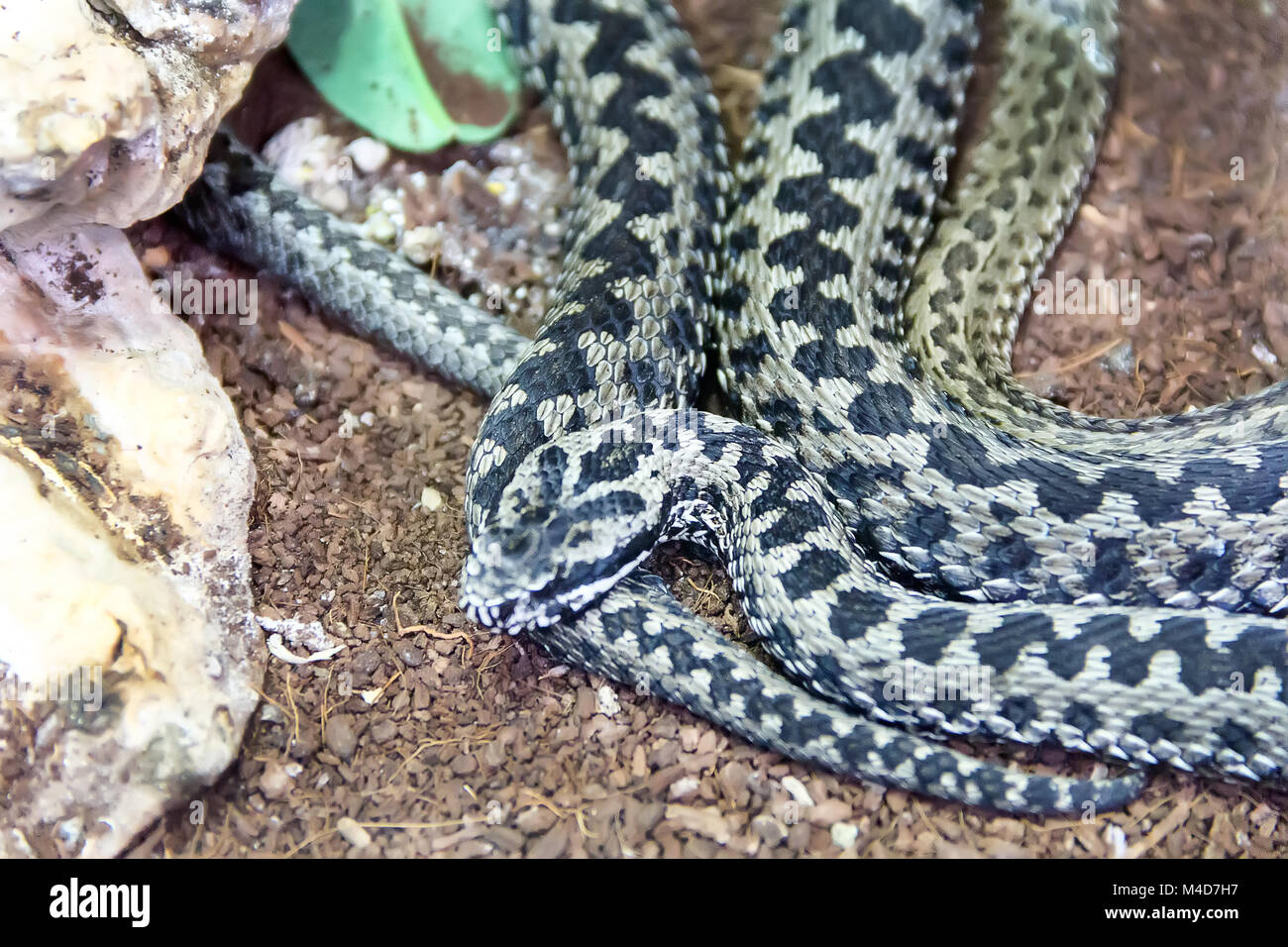 Big eyed pit viper hi-res stock photography and images - Alamy