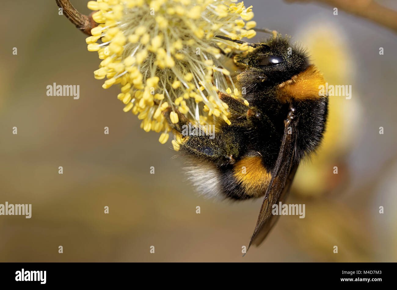 bumblebee at a catkin Stock Photo