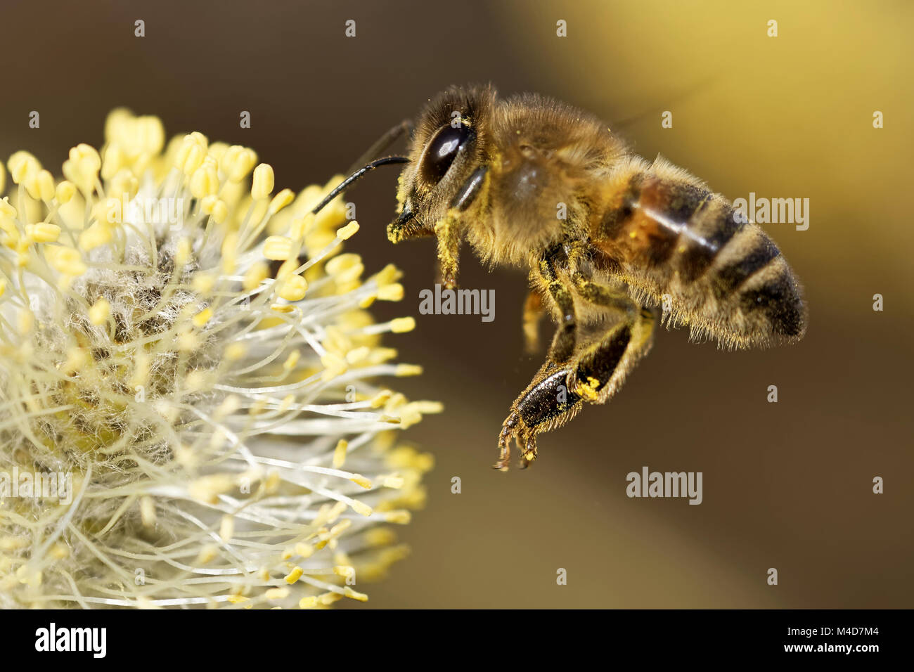 bee hovering over a catkin Stock Photo
