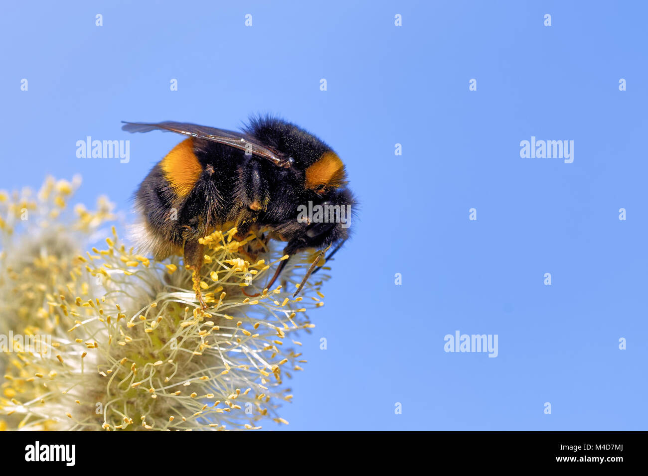 bumblebee on  a catkin Stock Photo