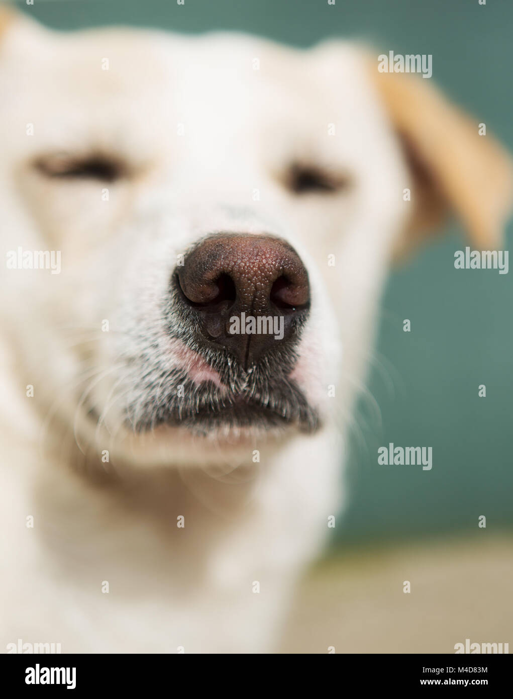 Dog with scar hires stock photography and images Alamy