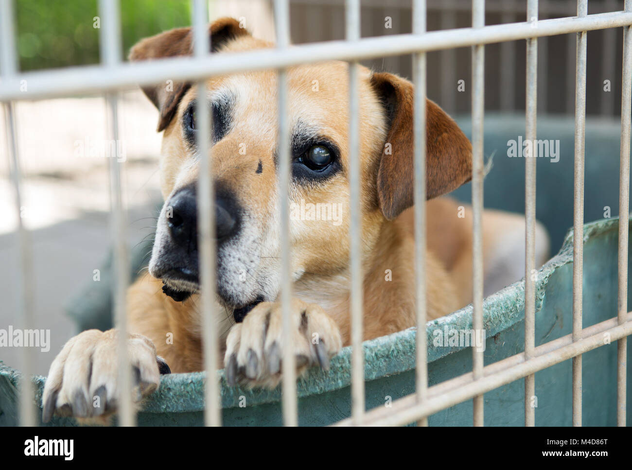 dog in shelter Stock Photo Alamy