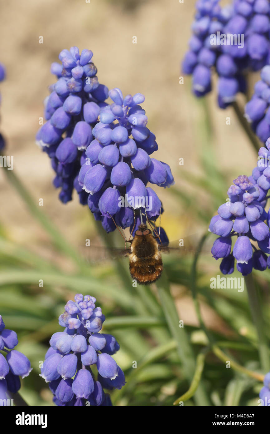 Muscari botryoides, Grape Hyacinth, with bee fly Stock Photo