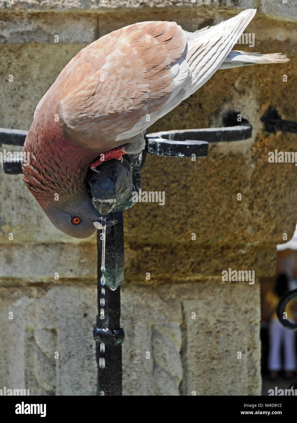 Thirsty pigeon Stock Photo