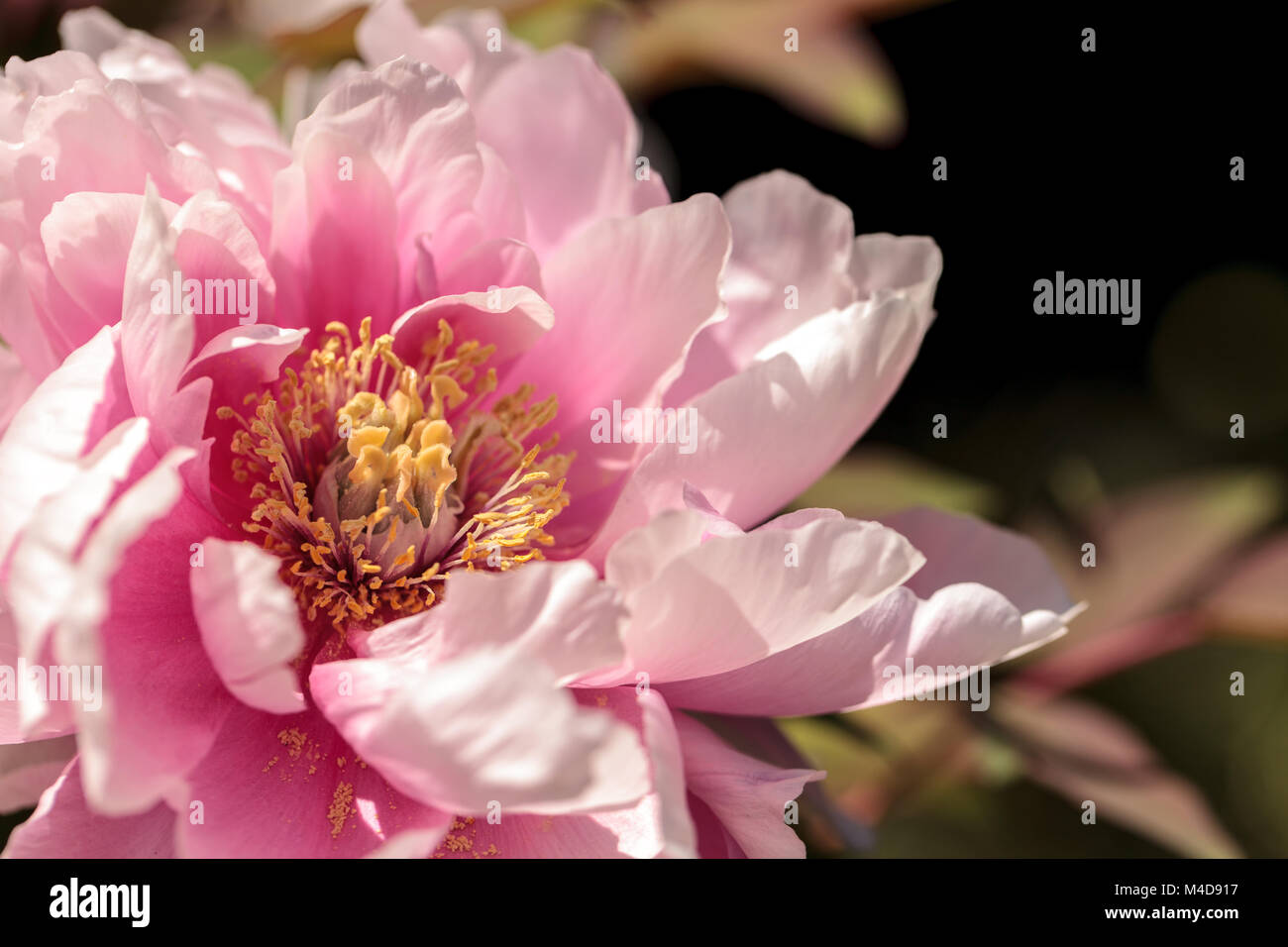 Pink flower on a peony tree called Paeonia suffruticosa Stock Photo - Alamy