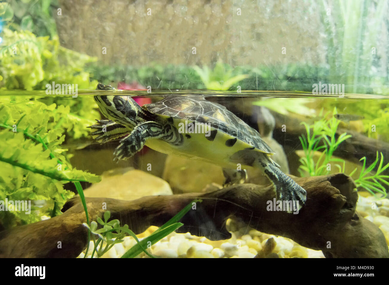 A red eared slider turtle swimming around in a tank. Stock Photo