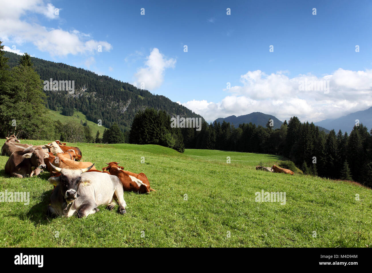 dairy cows on meadow Stock Photo