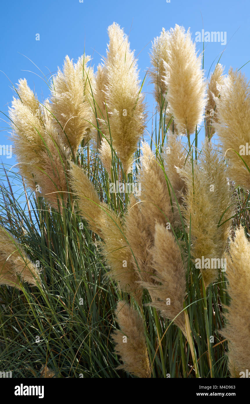 The common reed. Malta Stock Photo - Alamy