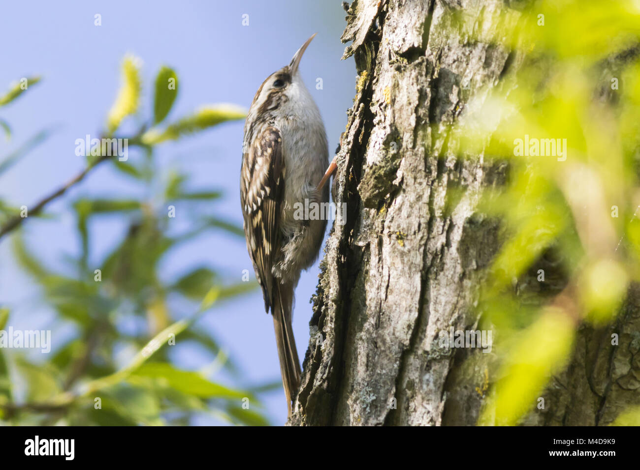 Tree Creeper Stock Photos & Tree Creeper Stock Images Alamy