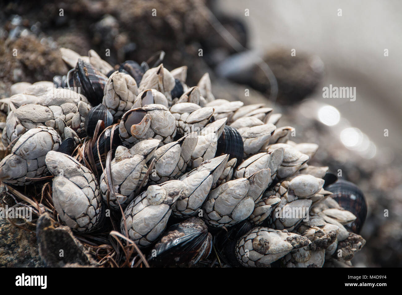 Shells growing on a rock at the beach Stock Photo Alamy