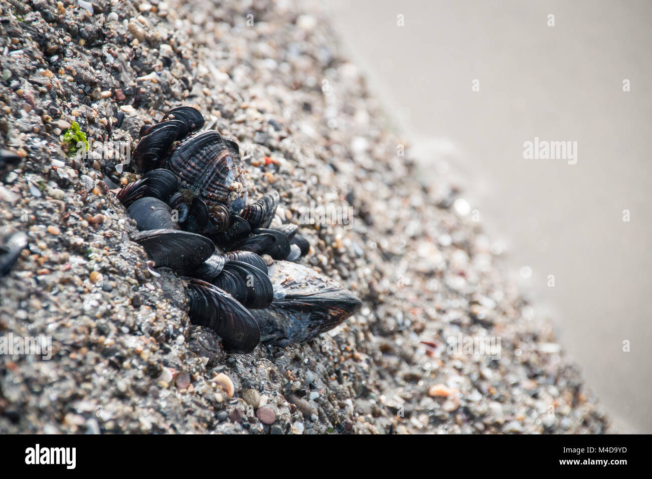 Shells growing on a rock at the beach Stock Photo Alamy