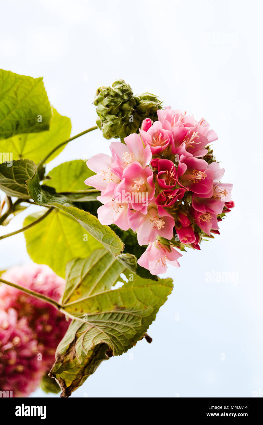 Pink snowball tree, also called Dombeya cayeuxii Stock Photo