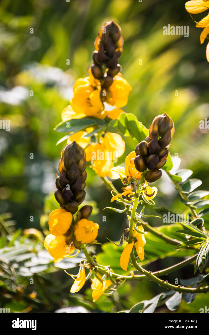 Three Yellow flowers of the popcorn bush Stock Photo Alamy