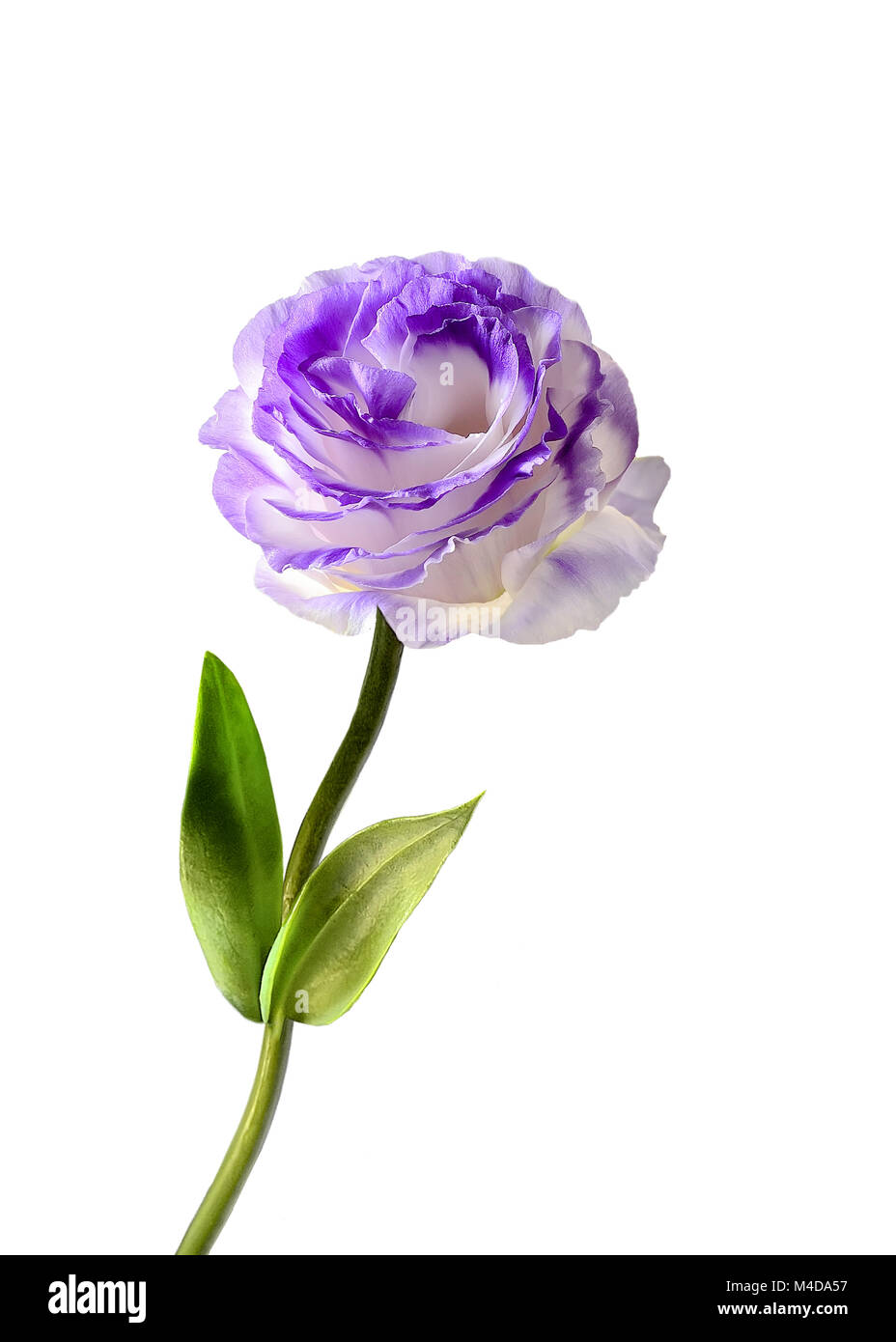 Eustoma flower isolated on a white background Stock Photo