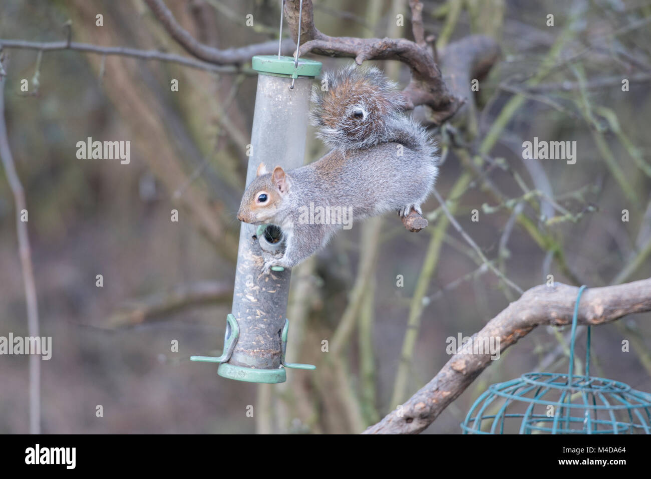 Squirrel stealing food from bird feeder hires stock photography and