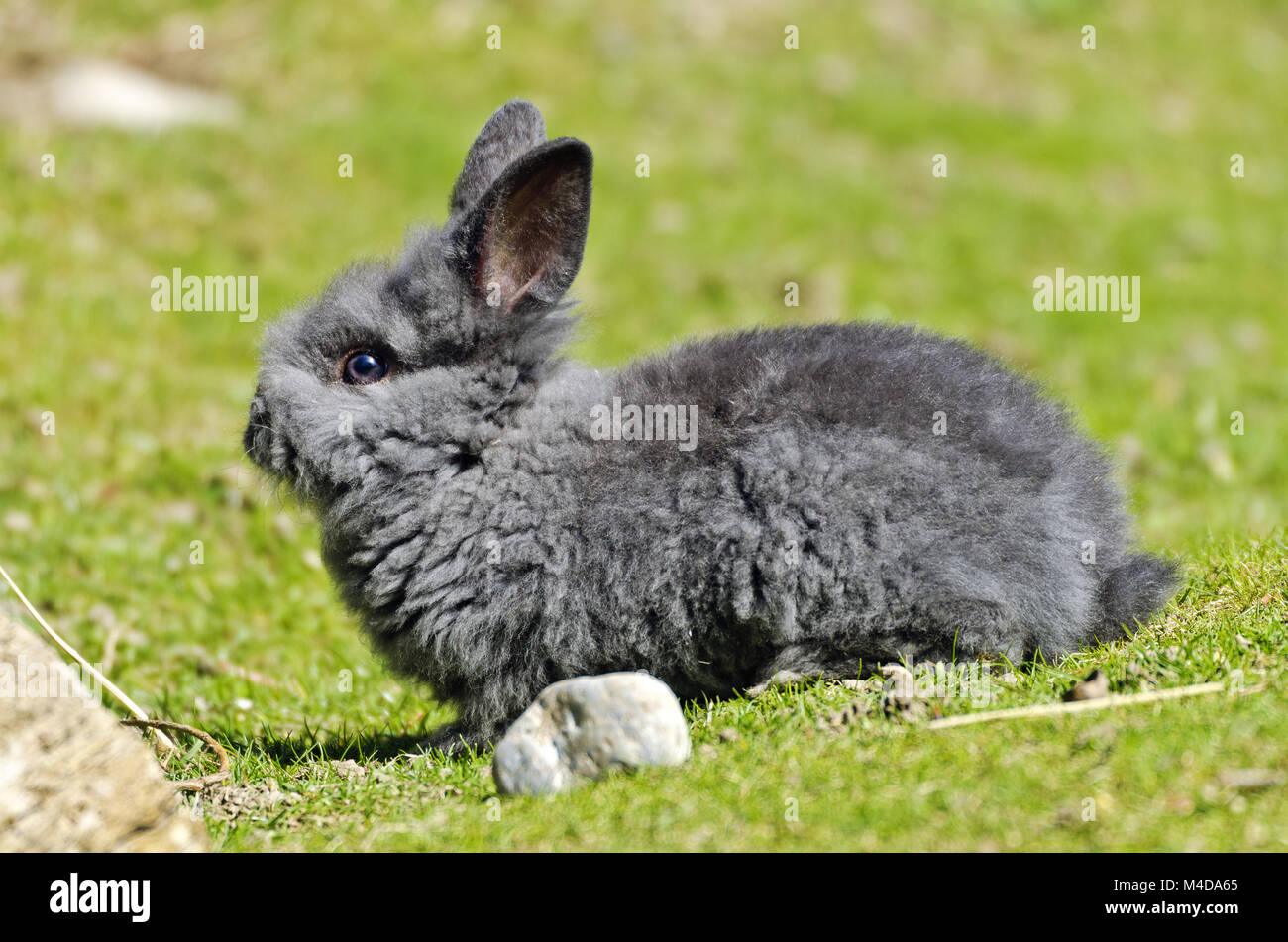 gray pet rabbit Stock Photo - Alamy