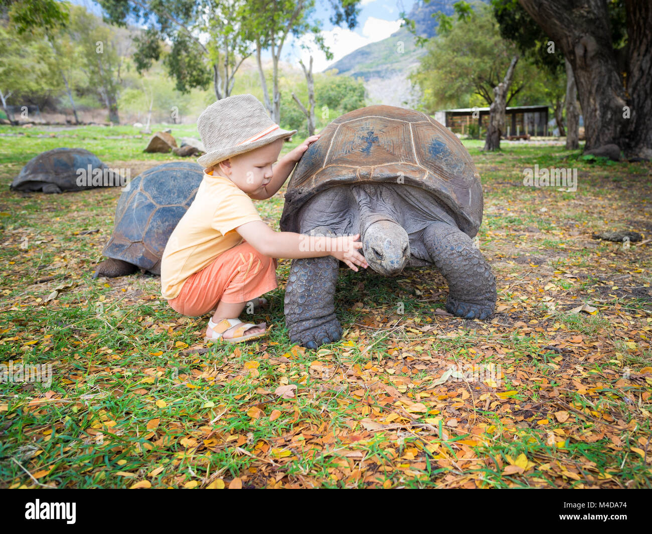 Aldabra giant tortoise and child Stock Photo