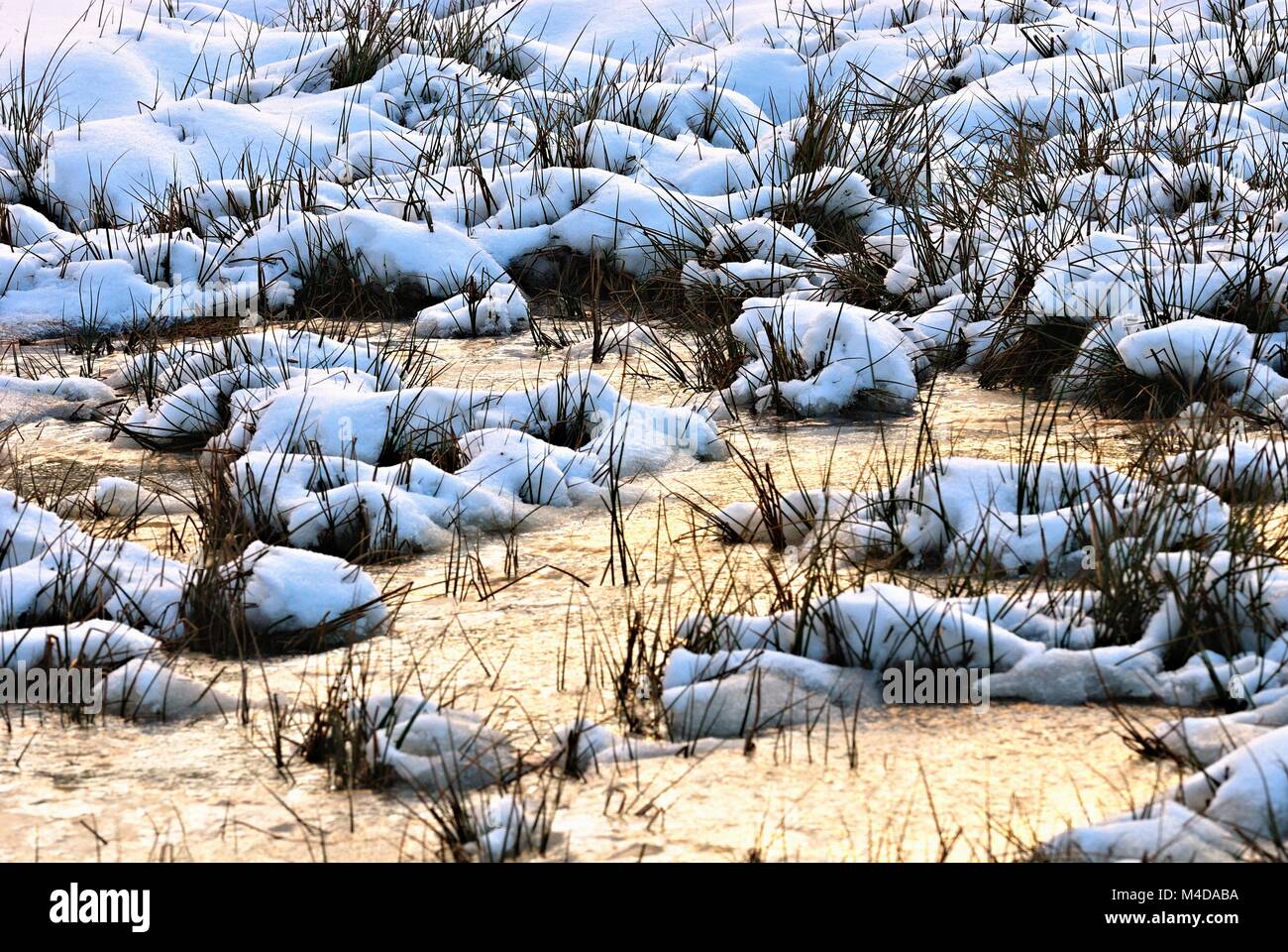 Rush grass on the frozen water Stock Photo