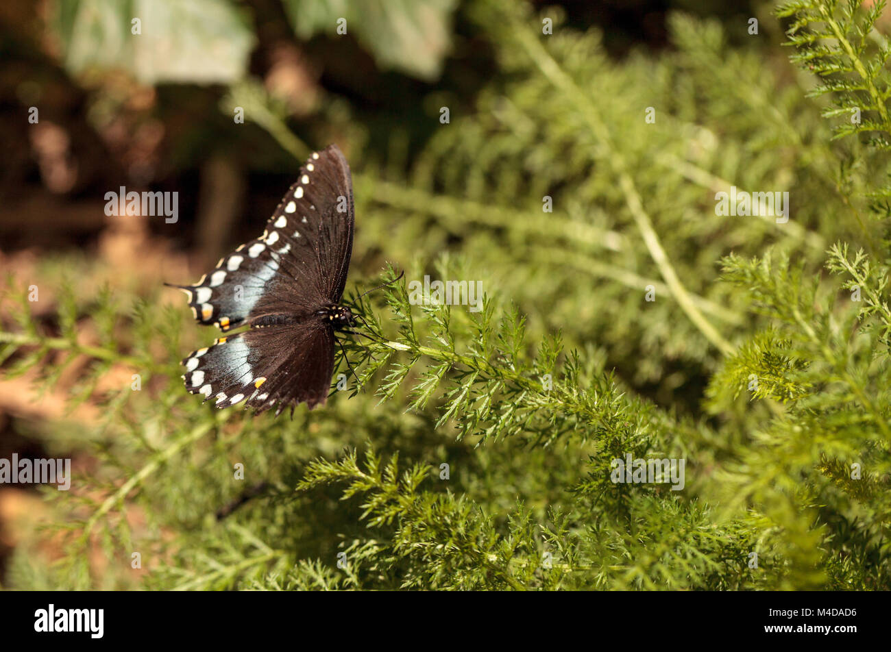 Spicebush swallowtail butterfly, Pterourus troilus Stock Photo