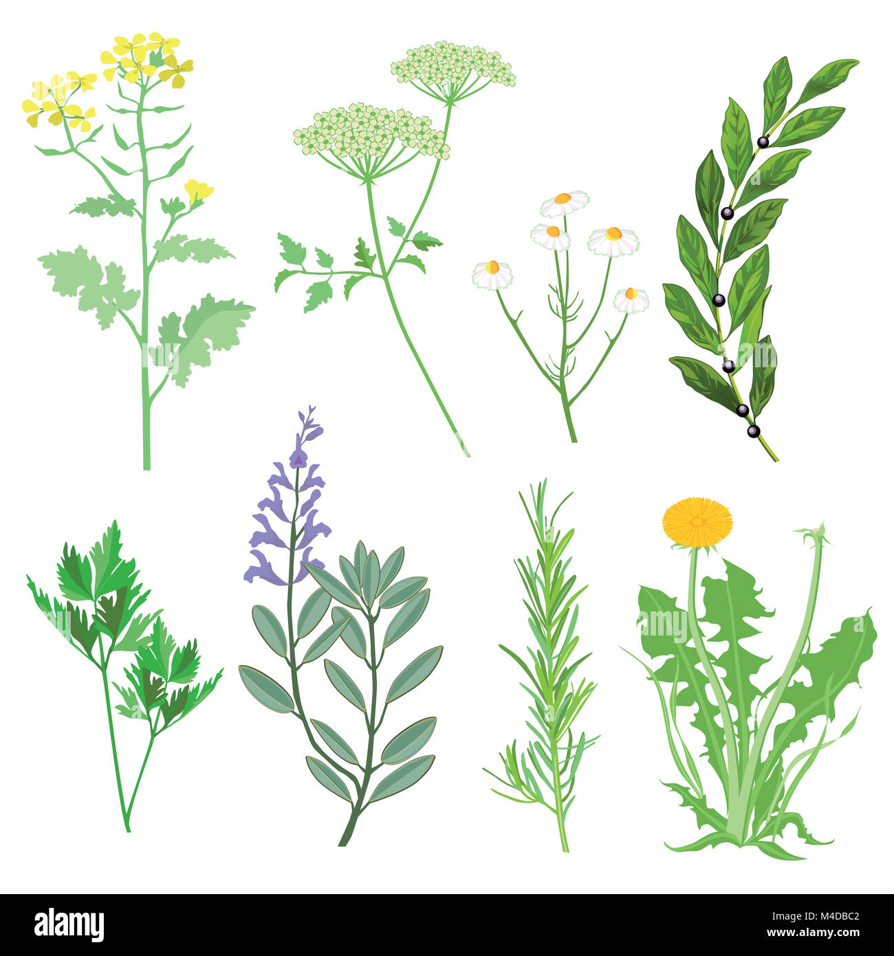 Herbs and medicinal plants. Botanical Illustration Stock Photo