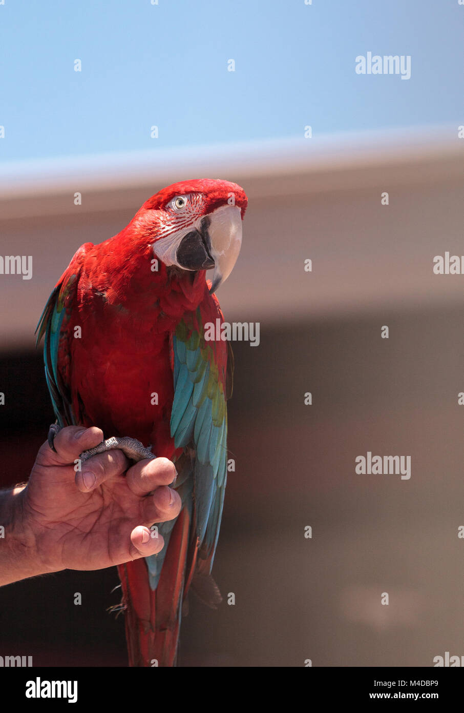 Green wing Macaw parrot bird Ara chloropterus Stock Photo