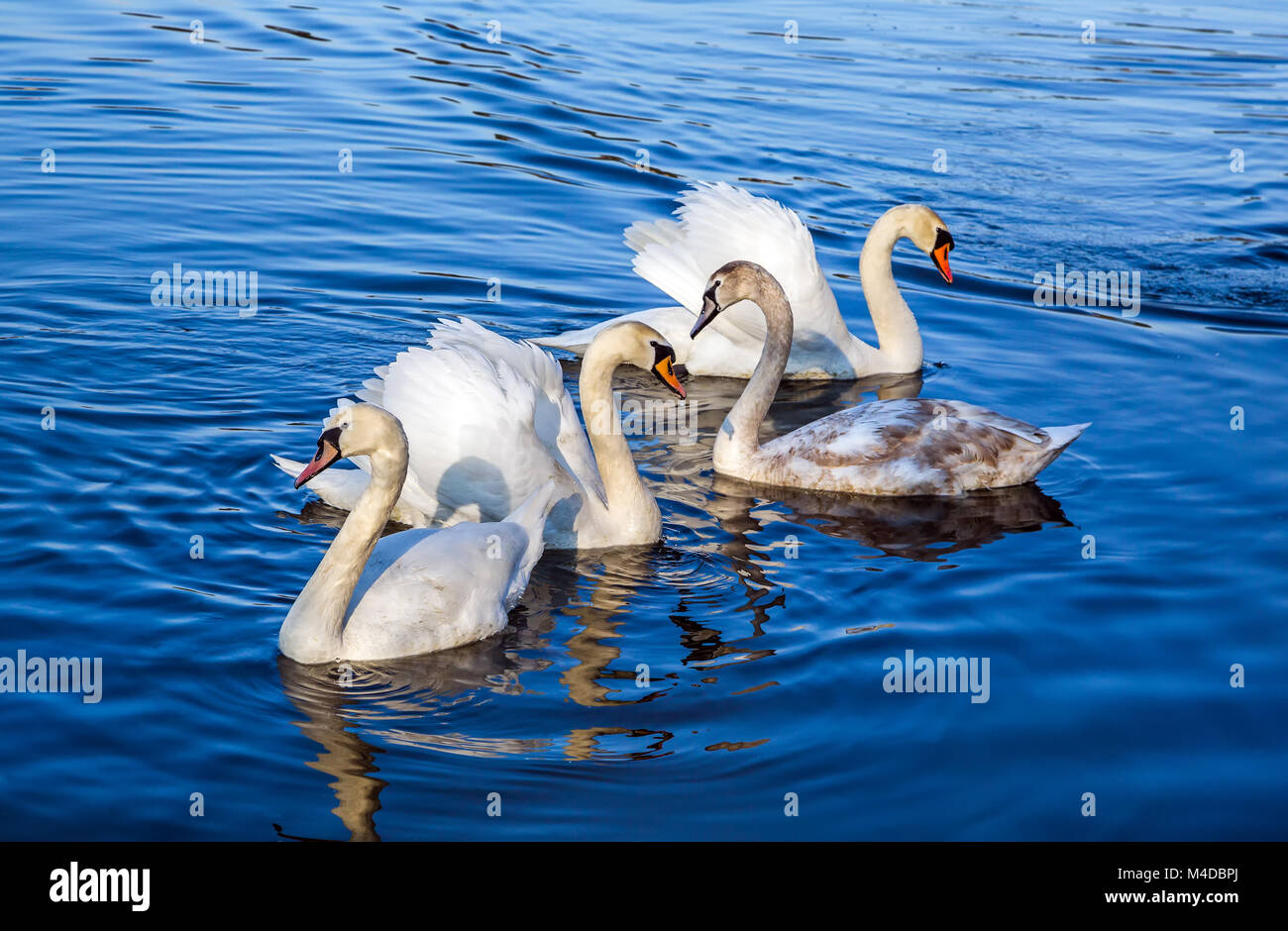 White swans on the lake Stock Photo - Alamy