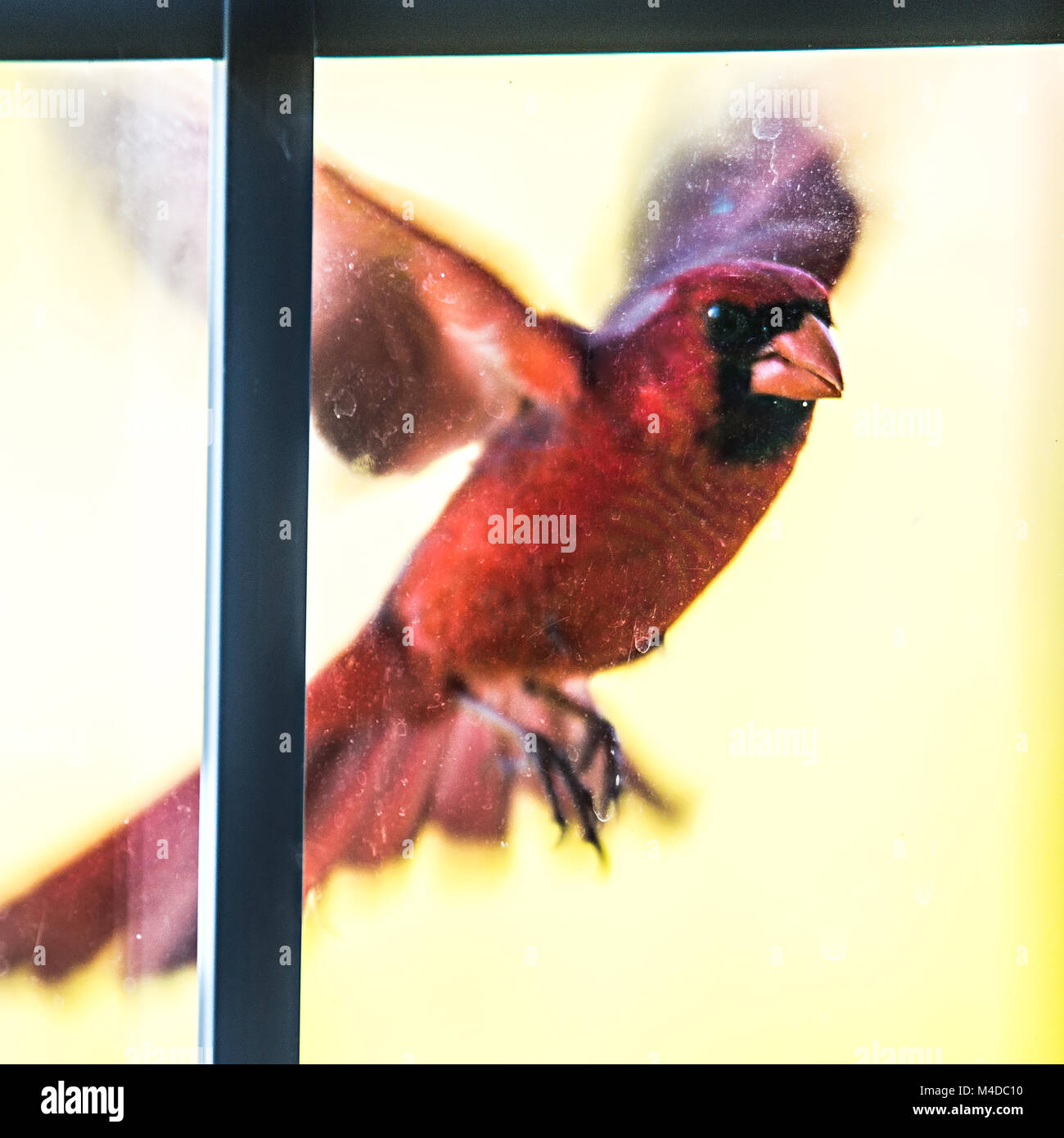 cardinal male bird flying into home door glass Stock Photo Alamy