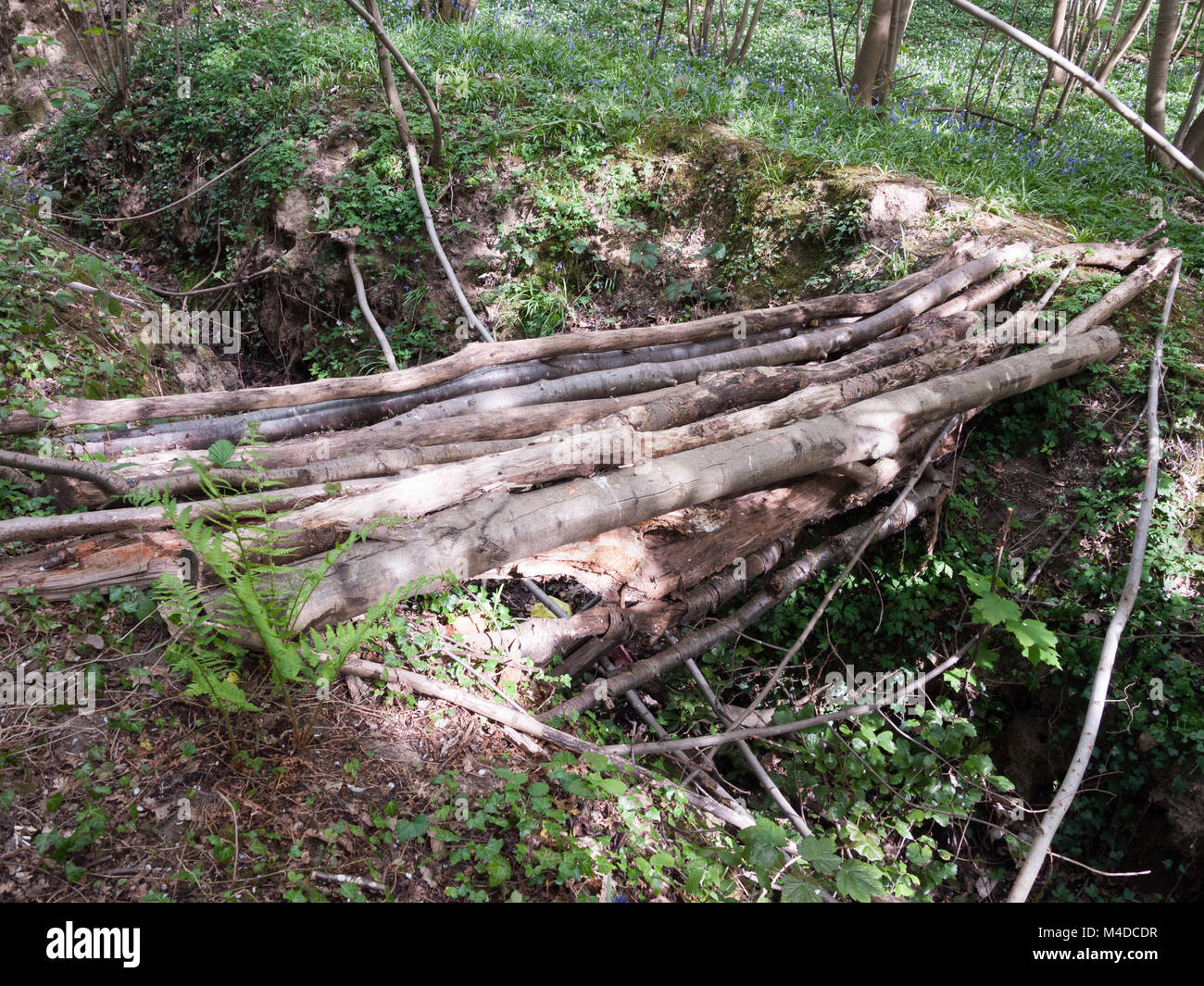 Bridge in the trees hires stock photography and images Alamy