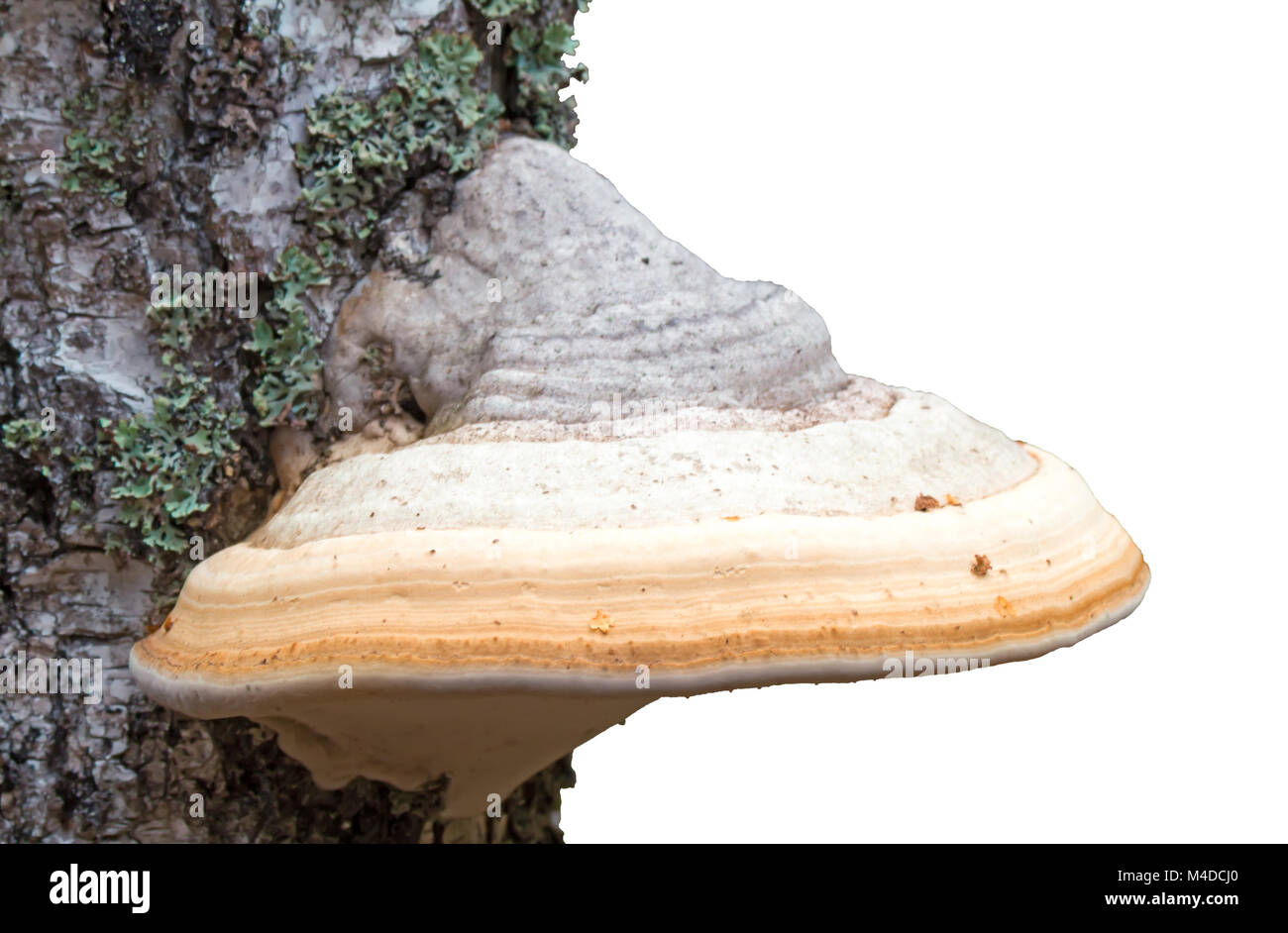 Tinder fungus grows on birch. Stock Photo