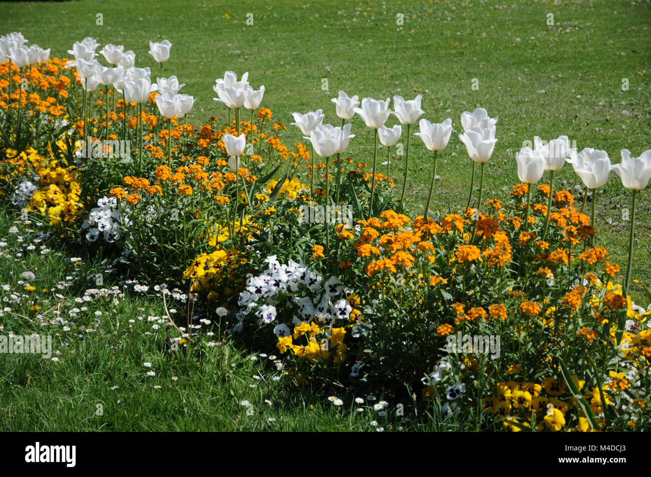Cheiranthus cheiri, Wall flower, Tulipa White Triumphator Stock Photo