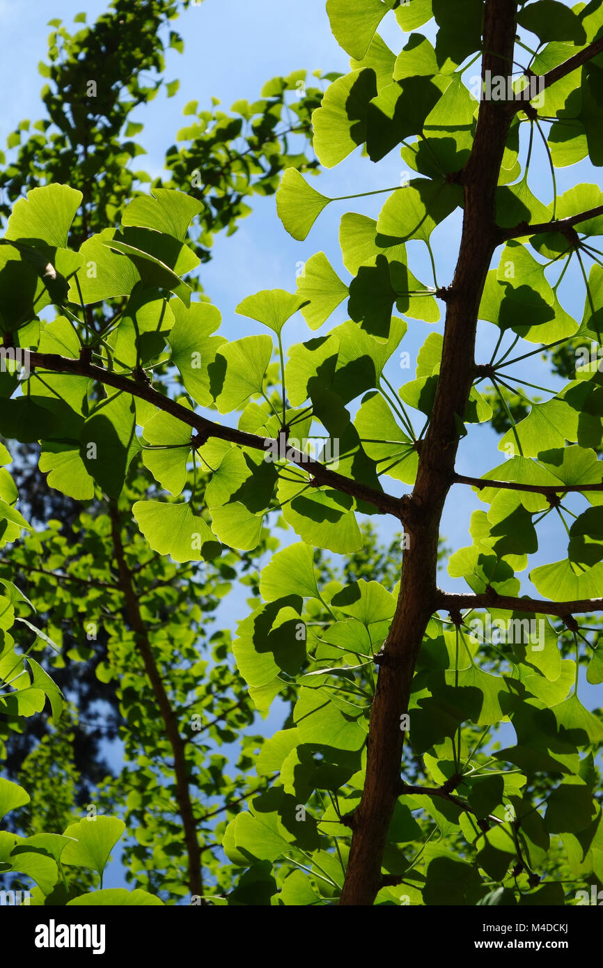 Ginkgo biloba, Maidenhair Tree Stock Photo