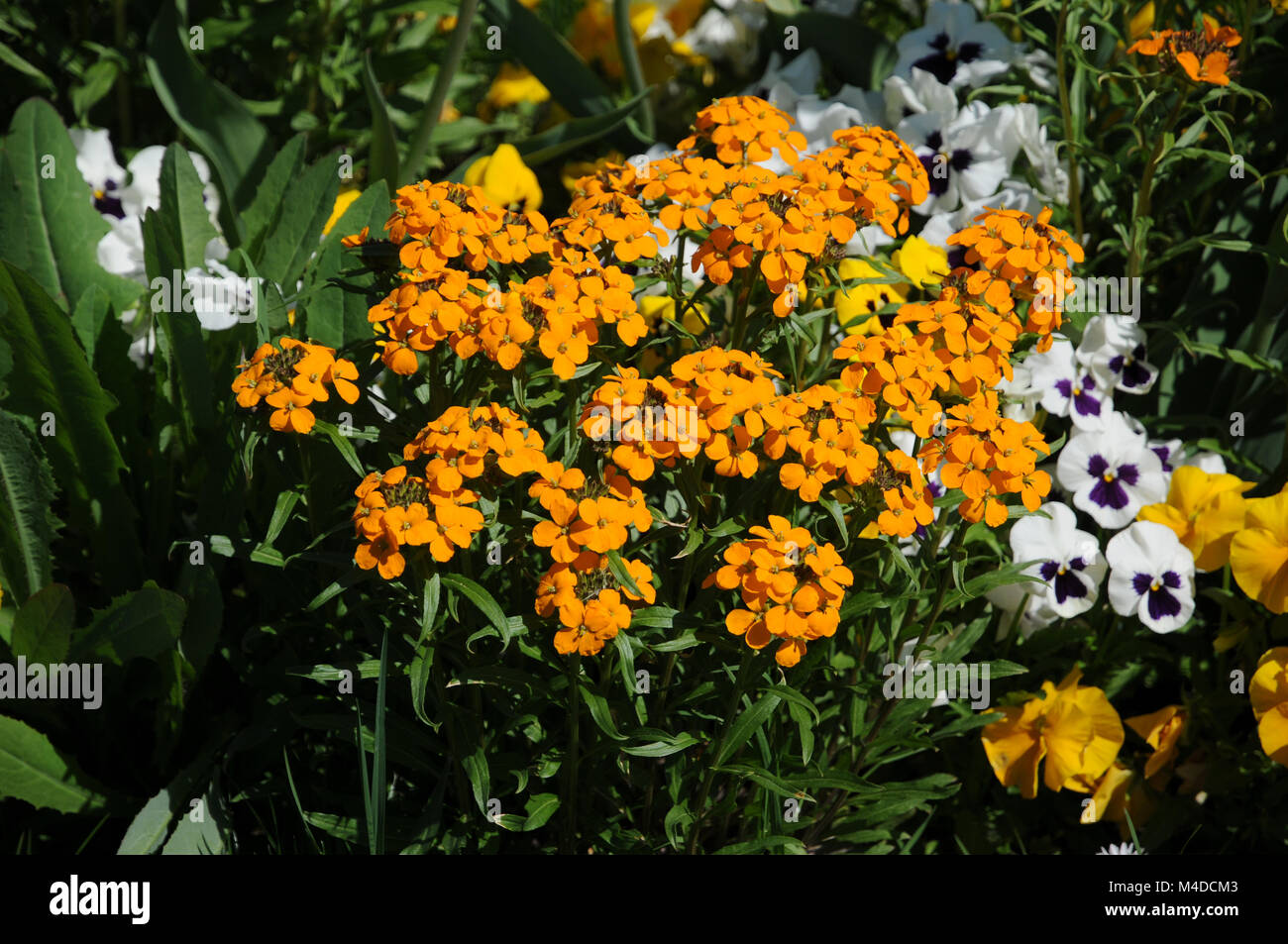 Cheiranthus cheiri, Wall flower Stock Photo