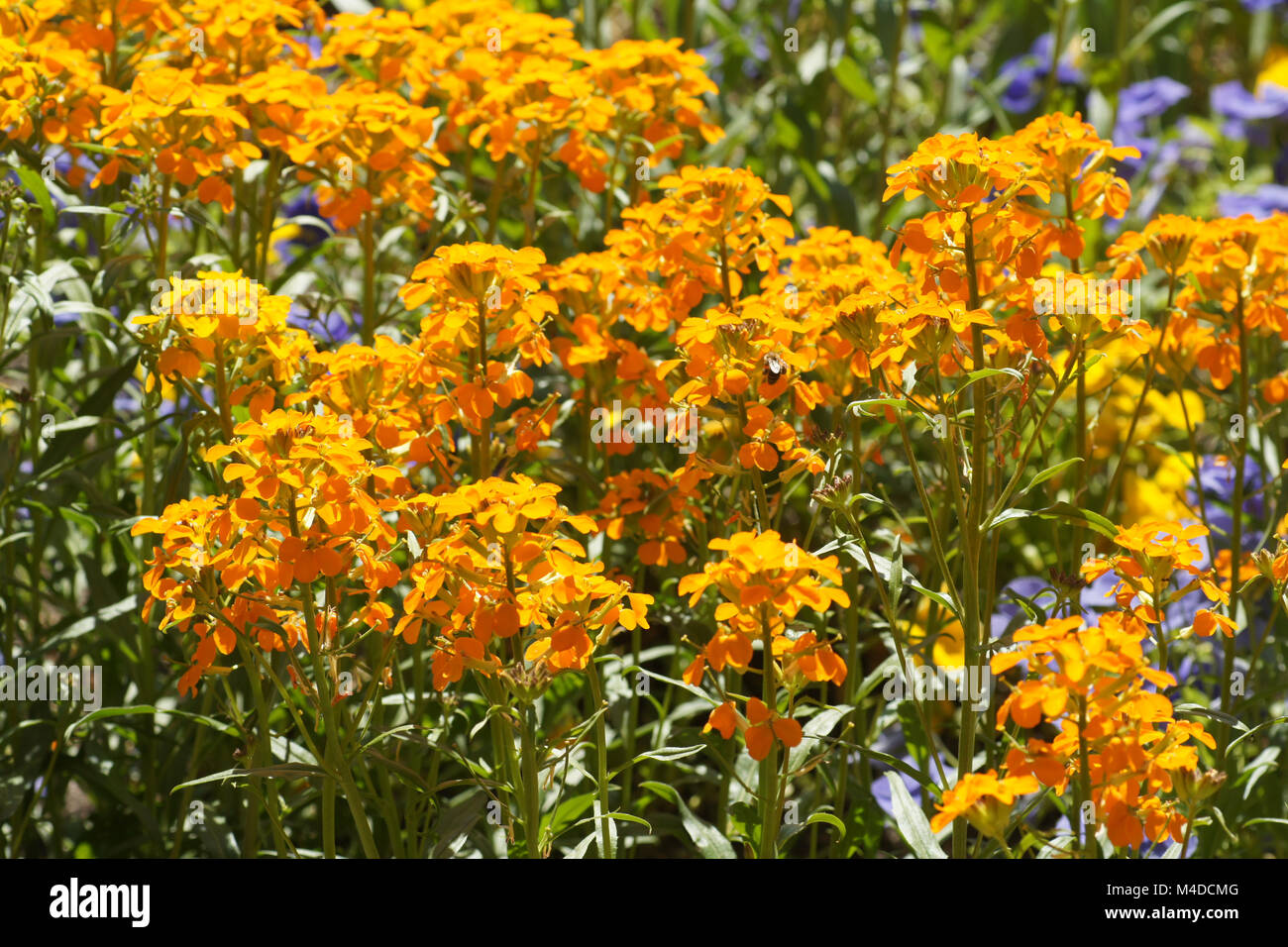Cheiranthus cheiri, Wall flower Stock Photo
