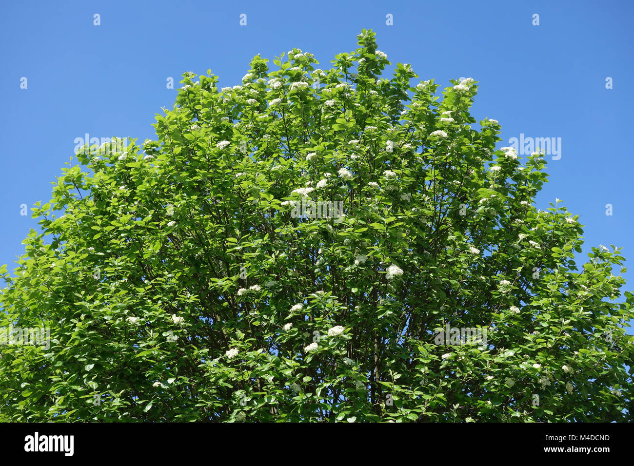 Sorbus aria, Whitebeam Stock Photo