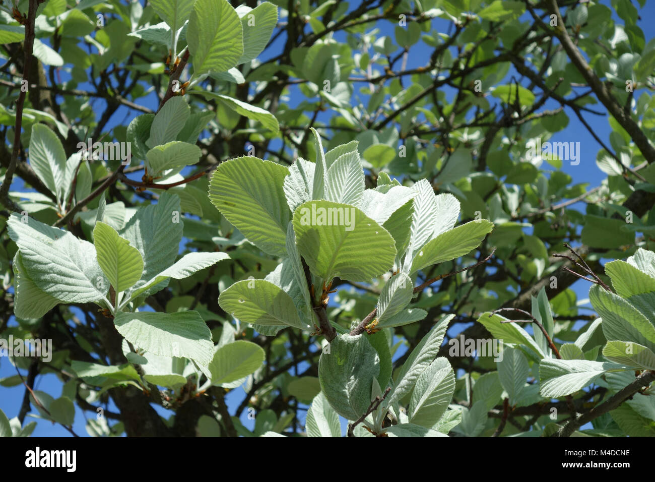 Sorbus aria Magnifica, Whitebeam Stock Photo