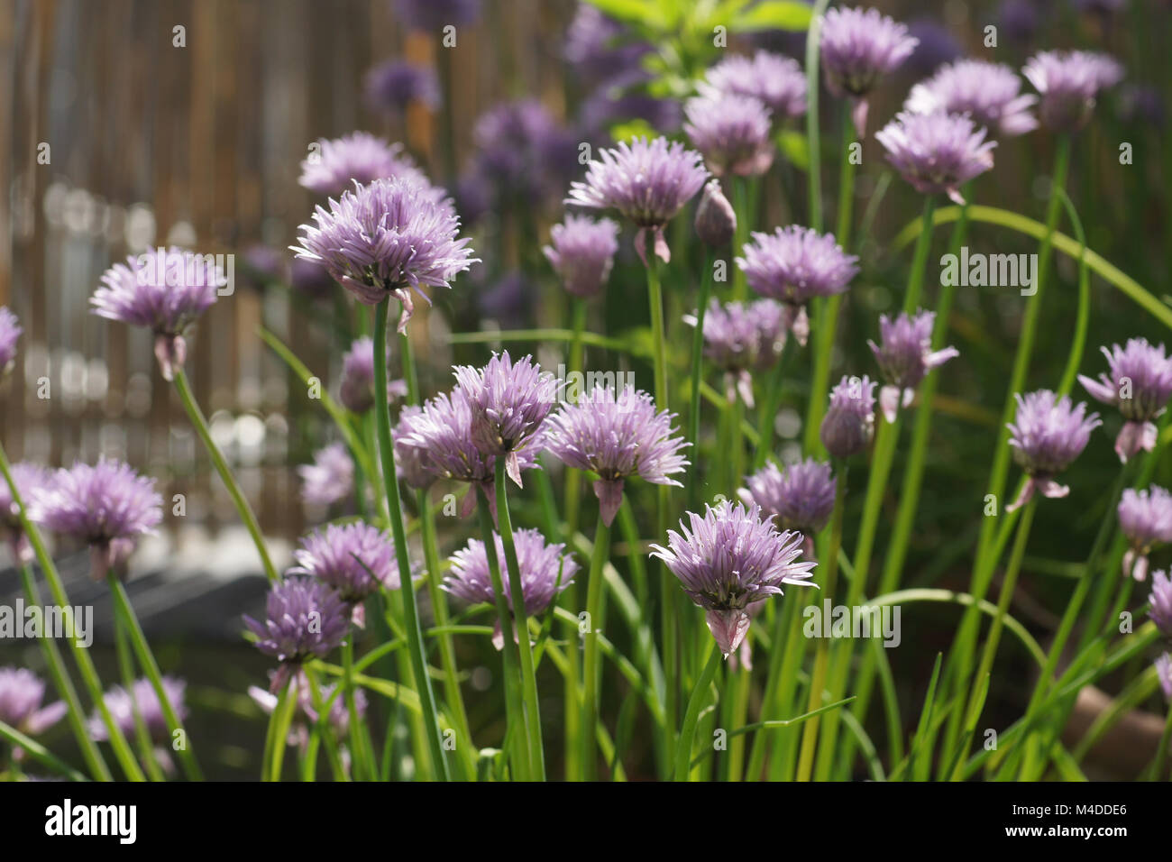Allium schoenoprasum, Chives Stock Photo