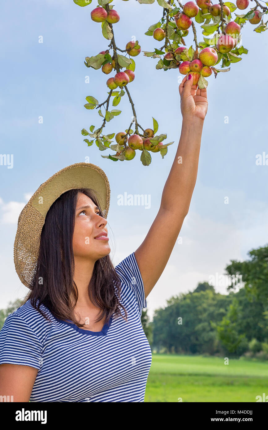 Premium Photo  Two small apples in the womans palm growing fruit in your  own garden harvesting apples