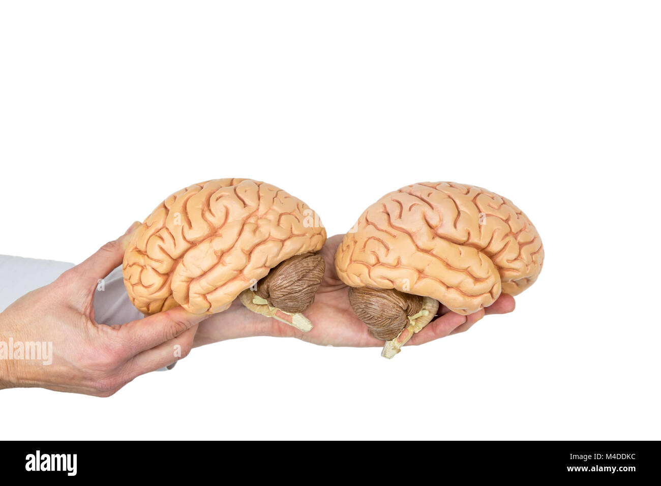 Hands holding model human brain on white background Stock Photo