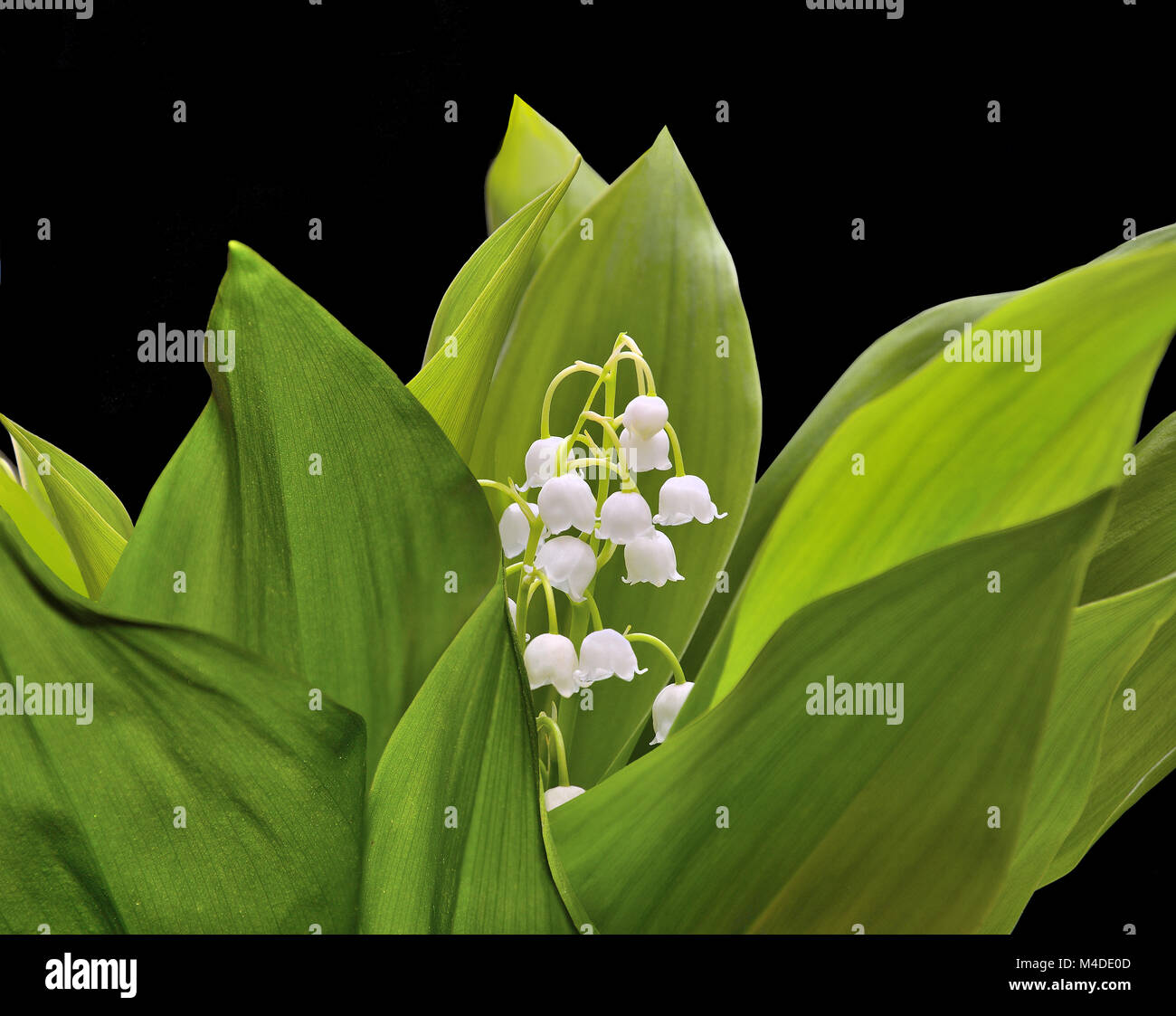 Flowering lily of the valley on a black background isolated Stock Photo