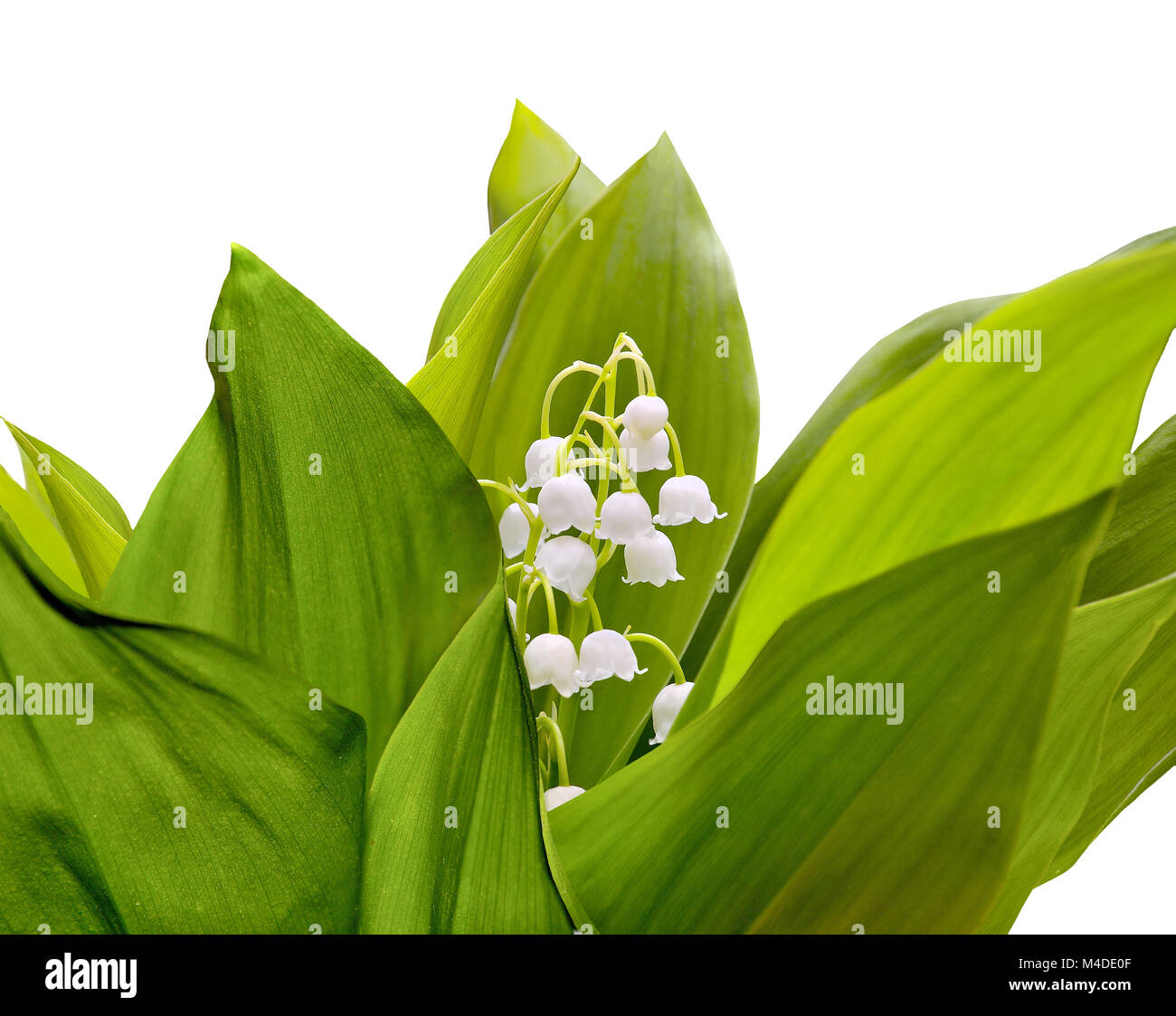 Flowering lily of the valley on a white background isolated Stock Photo