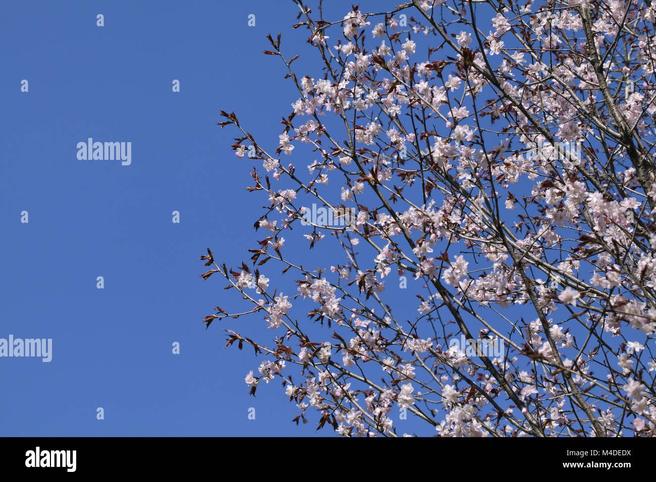 Sakura no hi-res stock photography and images - Alamy