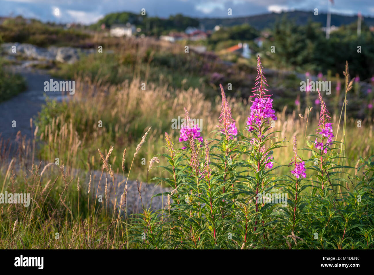 Wild flowers norway hires stock photography and images Alamy