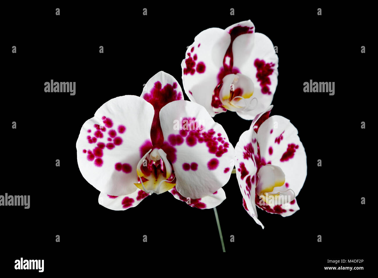 red and white orchid on a black background Stock Photo